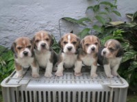 /album/bigl-kutyak-/animais-beagle-9d064b-jpg/