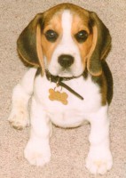 /album/bigl-kutyak-/beagle-1-jpg/
