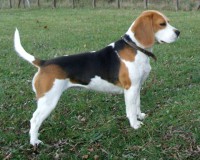 /album/bigl-kutyak-/beagle-4-491238-59659-jpg/