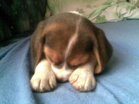 /album/bigl-kutyak-/bigi-a-beagle-kiskutya-8-509002-71197-jpg/