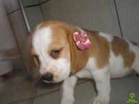 /album/bigl-kutyak-/promocao-de-natal-filhotes-de-beagle-22846-1291113966-jpg/
